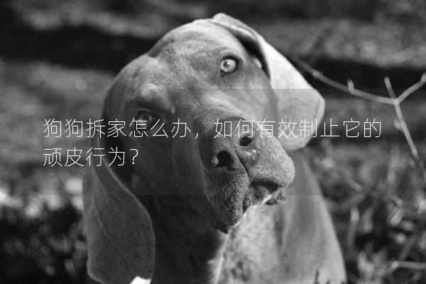 狗狗拆家怎么办，如何有效制止它的顽皮行为？