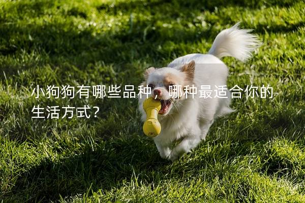 小狗狗有哪些品种，哪种最适合你的生活方式？