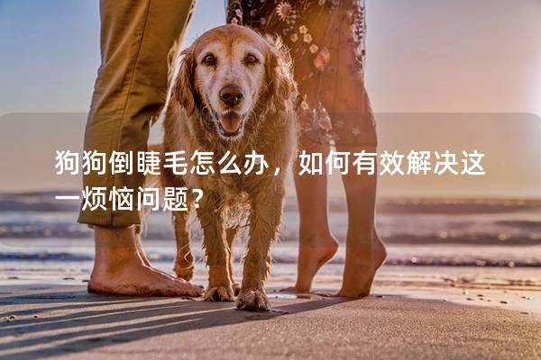 狗狗倒睫毛怎么办，如何有效解决这一烦恼问题？