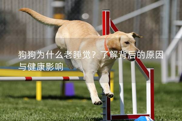 狗狗为什么老睡觉？了解背后的原因与健康影响