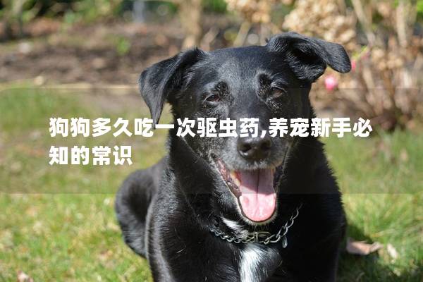 狗狗多久吃一次驱虫药,养宠新手必知的常识