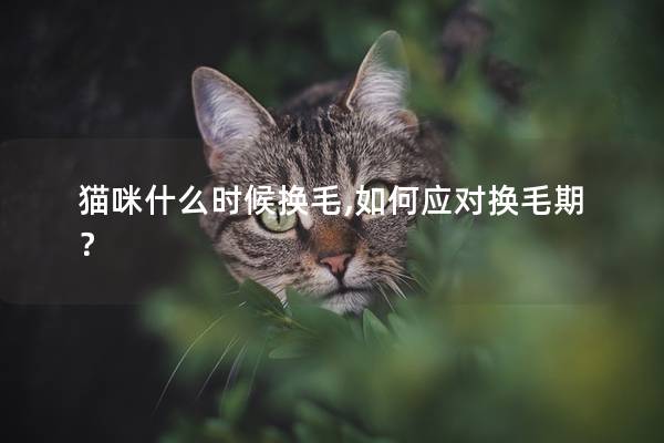 猫咪什么时候换毛,如何应对换毛期？