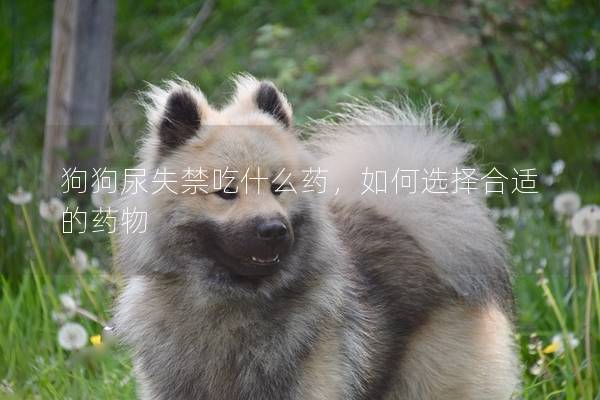 狗狗尿失禁吃什么药，如何选择合适的药物