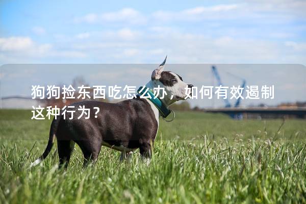 狗狗捡东西吃怎么办，如何有效遏制这种行为？