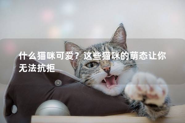 什么猫咪可爱？这些猫咪的萌态让你无法抗拒