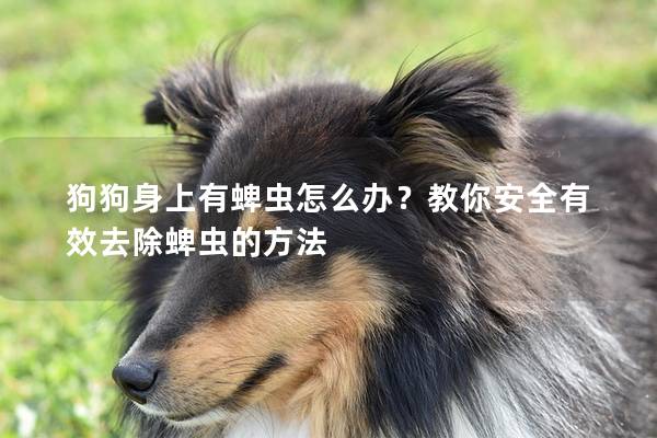 狗狗身上有蜱虫怎么办？教你安全有效去除蜱虫的方法