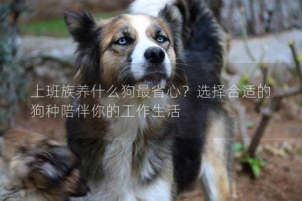 上班族养什么狗最省心？选择合适的狗种陪伴你的工作生活
