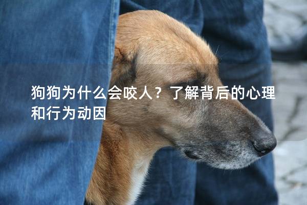 狗狗为什么会咬人？了解背后的心理和行为动因