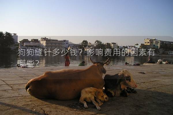 狗狗缝针多少钱？影响费用的因素有哪些？