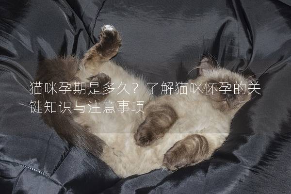 猫咪孕期是多久？了解猫咪怀孕的关键知识与注意事项