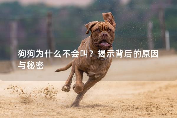 狗狗为什么不会叫？揭示背后的原因与秘密
