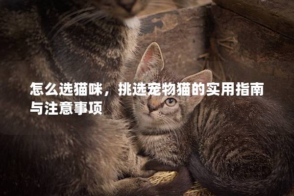 怎么选猫咪，挑选宠物猫的实用指南与注意事项