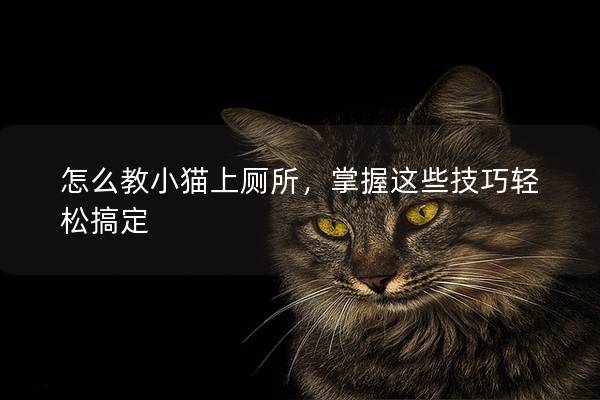 怎么教小猫上厕所，掌握这些技巧轻松搞定