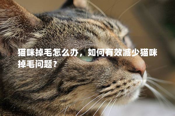 猫咪掉毛怎么办，如何有效减少猫咪掉毛问题？