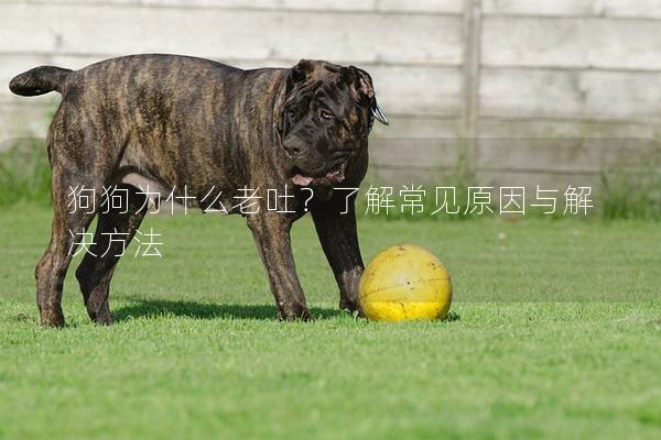 狗狗为什么老吐？了解常见原因与解决方法