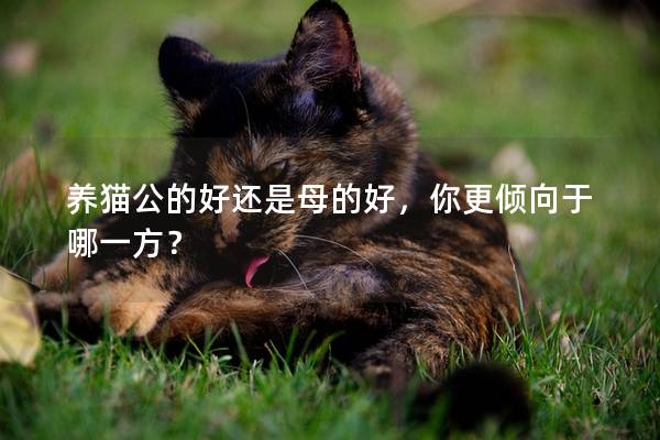养猫公的好还是母的好，你更倾向于哪一方？