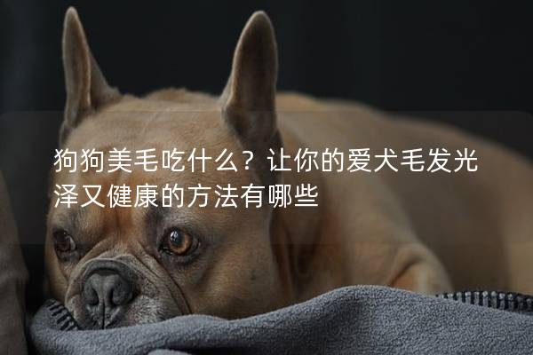 狗狗美毛吃什么？让你的爱犬毛发光泽又健康的方法有哪些