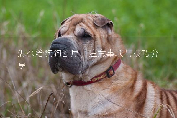 怎么给狗狗断尾，注意事项与技巧分享