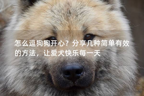 怎么逗狗狗开心？分享几种简单有效的方法，让爱犬快乐每一天