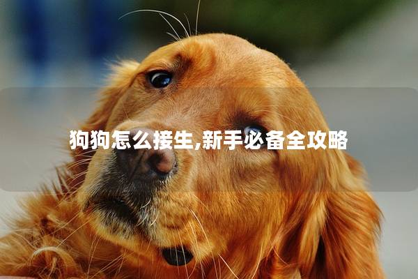 狗狗怎么接生,新手必备全攻略