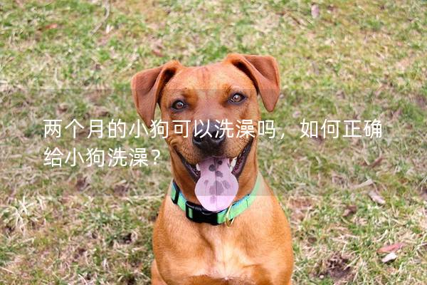 两个月的小狗可以洗澡吗，如何正确给小狗洗澡？