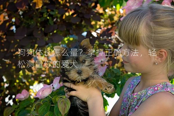 狗狗体长怎么量？掌握正确方法，轻松测量你的爱犬