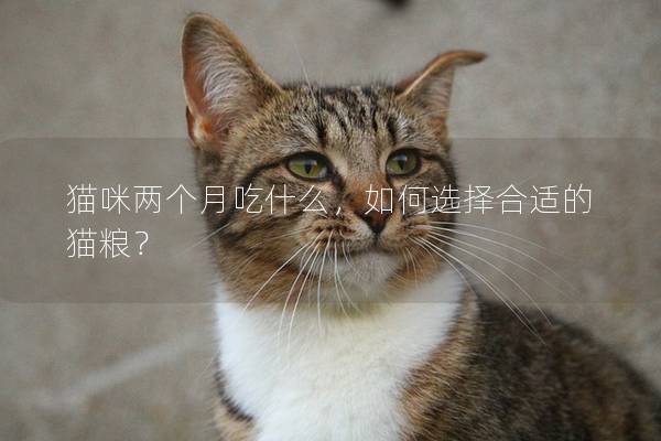 猫咪两个月吃什么，如何选择合适的猫粮？