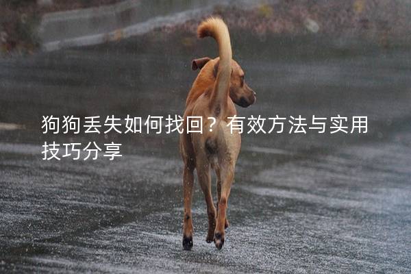狗狗丢失如何找回？有效方法与实用技巧分享