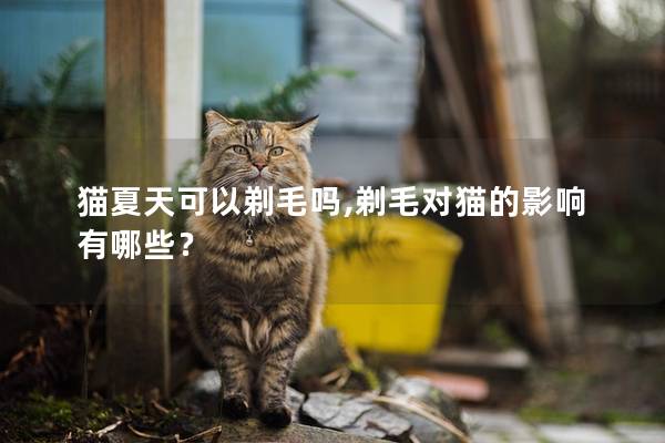 猫夏天可以剃毛吗,剃毛对猫的影响有哪些？