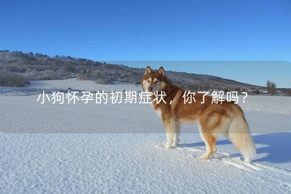 小狗怀孕的初期症状，你了解吗？