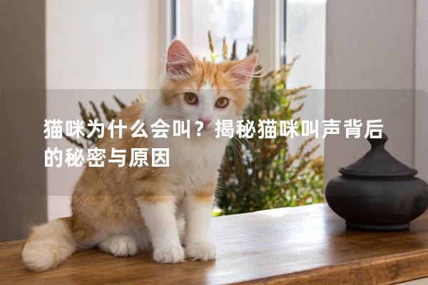 猫咪为什么会叫？揭秘猫咪叫声背后的秘密与原因