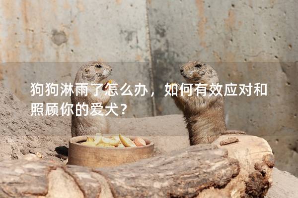 狗狗淋雨了怎么办，如何有效应对和照顾你的爱犬？