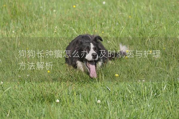 狗狗长肿瘤怎么办，及时就医与护理方法解析