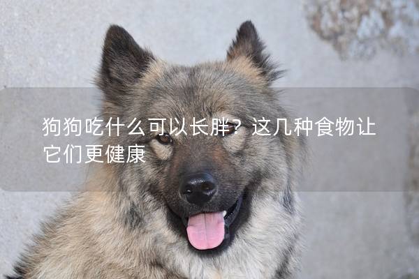 狗狗吃什么可以长胖？这几种食物让它们更健康