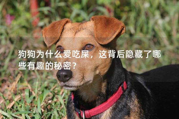 狗狗为什么爱吃屎，这背后隐藏了哪些有趣的秘密？