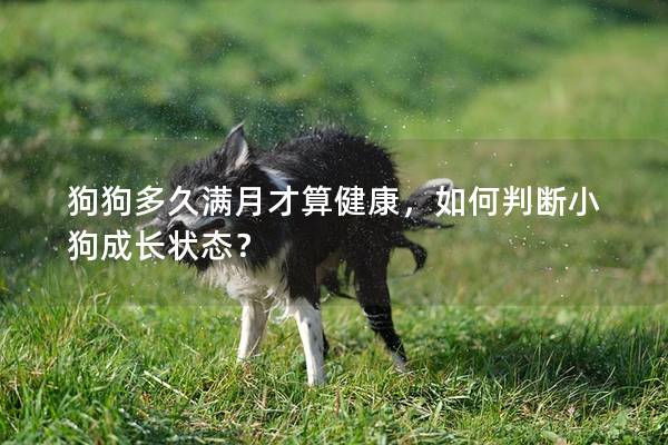 狗狗多久满月才算健康，如何判断小狗成长状态？