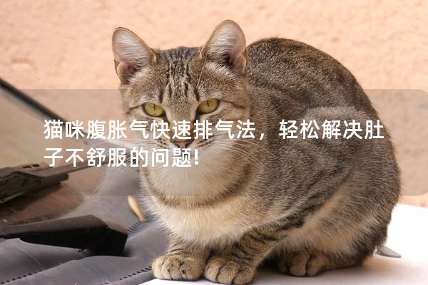 猫咪腹胀气快速排气法，轻松解决肚子不舒服的问题!