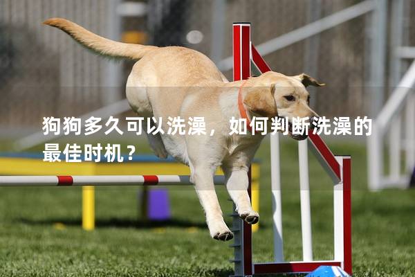 狗狗多久可以洗澡，如何判断洗澡的最佳时机？