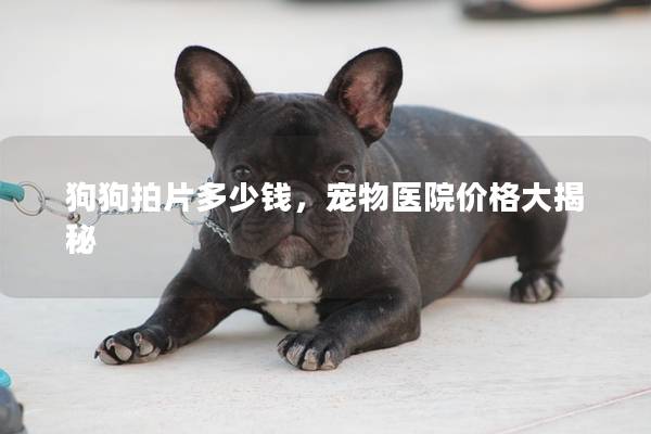 狗狗拍片多少钱，宠物医院价格大揭秘