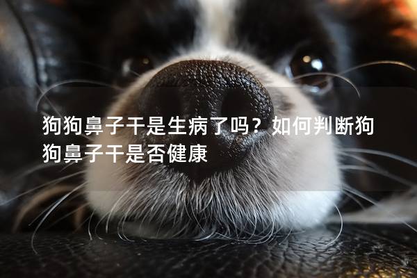 狗狗鼻子干是生病了吗？如何判断狗狗鼻子干是否健康