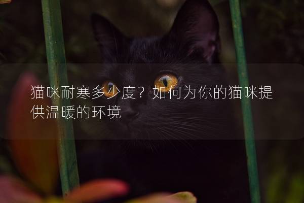 猫咪耐寒多少度？如何为你的猫咪提供温暖的环境