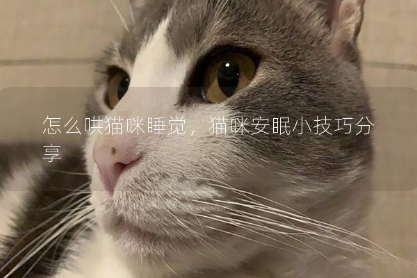怎么哄猫咪睡觉，猫咪安眠小技巧分享