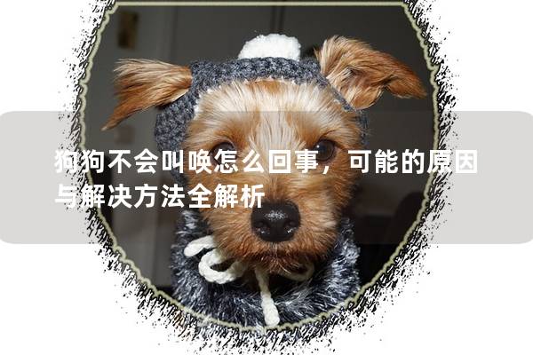 狗狗不会叫唤怎么回事，可能的原因与解决方法全解析