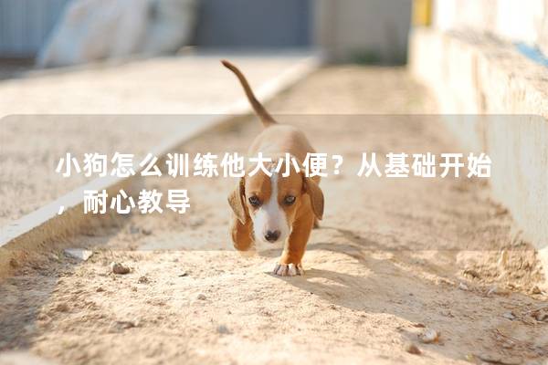 小狗怎么训练他大小便？从基础开始，耐心教导