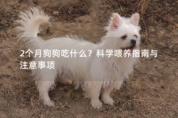 2个月狗狗吃什么？科学喂养指南与注意事项