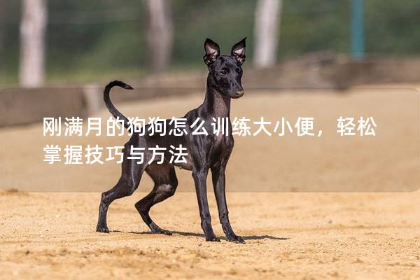 刚满月的狗狗怎么训练大小便，轻松掌握技巧与方法