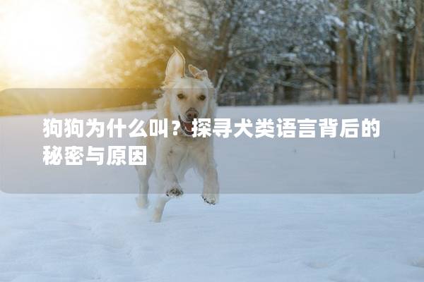 狗狗为什么叫？探寻犬类语言背后的秘密与原因