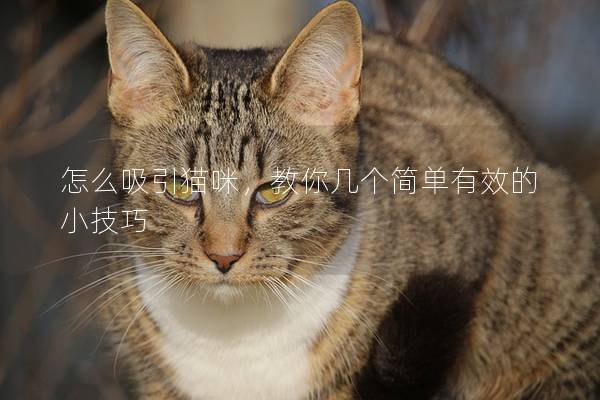 怎么吸引猫咪，教你几个简单有效的小技巧