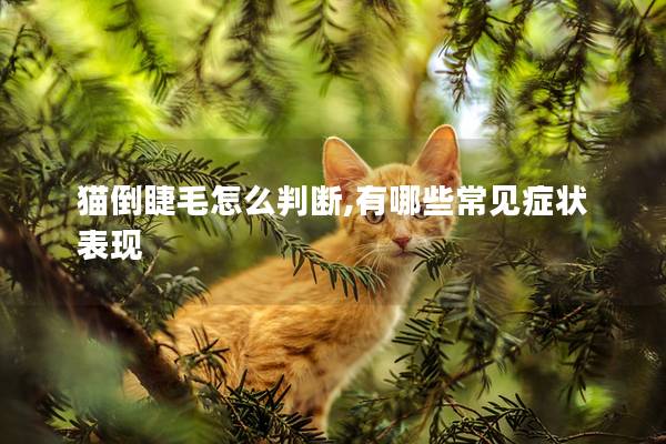 猫倒睫毛怎么判断,有哪些常见症状表现