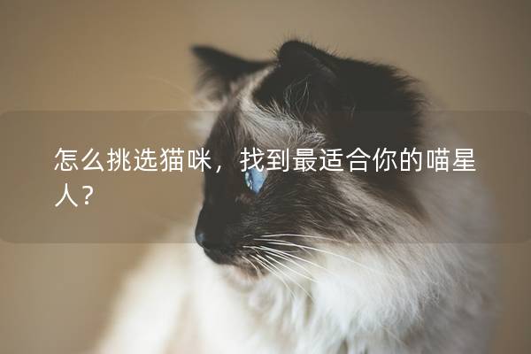怎么挑选猫咪，找到最适合你的喵星人？